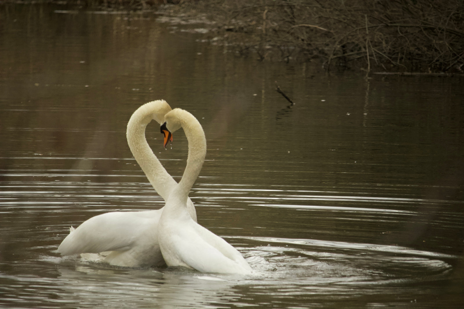 schwanen sex, free sharing klick mich ecard by ralf christoph kaiser und wallpaper on kaiser-filmix.com