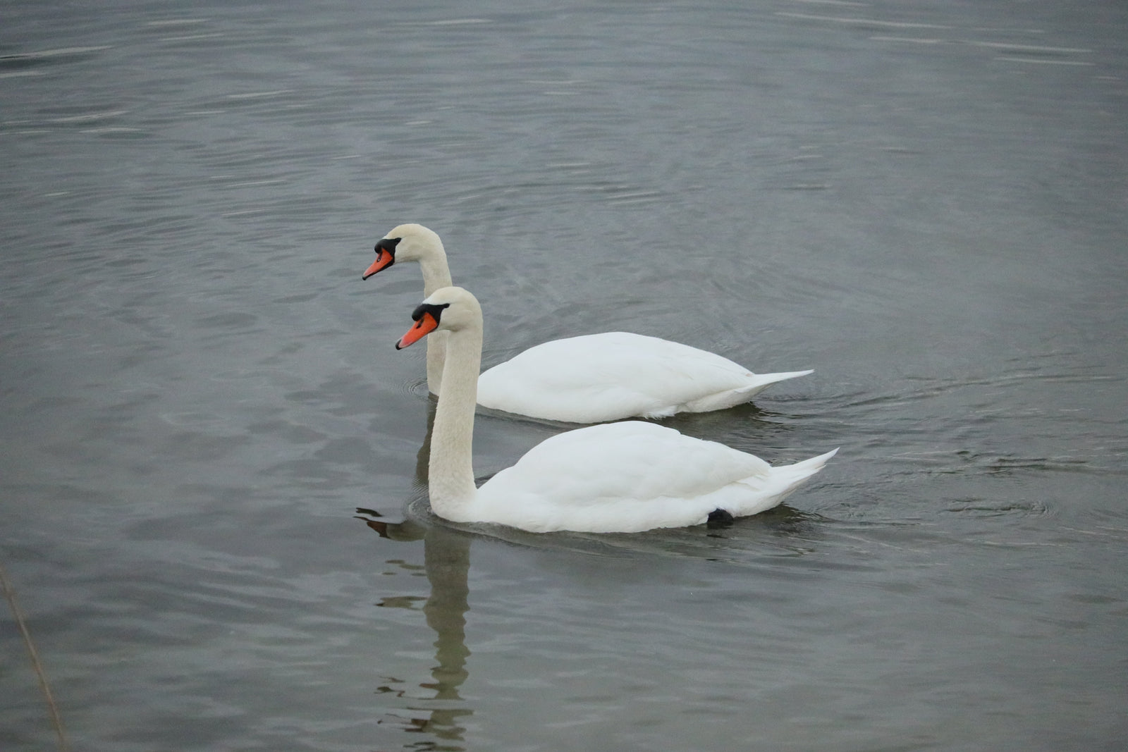 Schwanenzeit Wildlife Film by Ralf Christoph Kaiser und free sharing klick mich ecard by kaiser-filmix.com