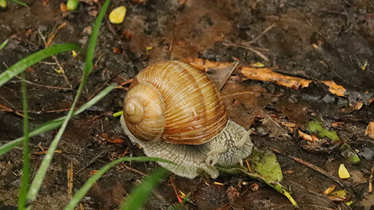 Die Weinbergschnecke frisst sich satt by Ralf Christoph Kaiser für kaiser-filmix Free sharing klick mich eCard und Download mit O-Ton und Wallpaper hier im Store - Kaiser-Filmix